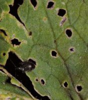 Свекольная блошка относится к семейству листоедов и, соответственно, вредит зеленой части амаранта